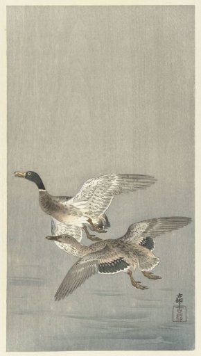Pair of ducks
