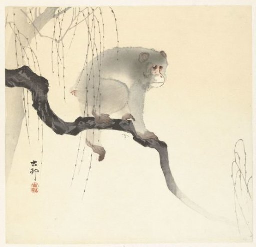 Monkey on a tree branch
