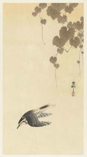 Bird in downward flight