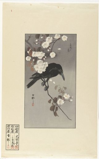 Crow and cherry blossoms