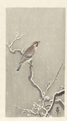 Waxwing on Snow-Covered Branch