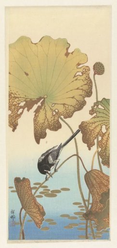 Japanese Waxwing on a Lotus Plant