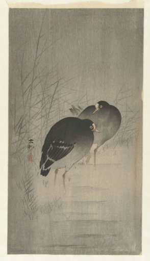 Moorhens Among Reeds