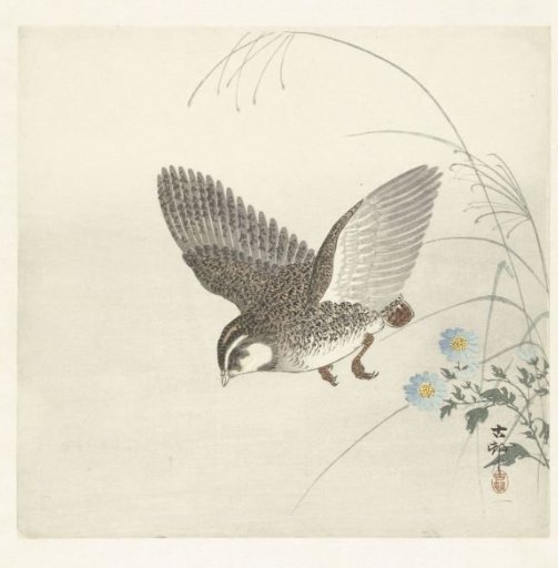 Flying Quail