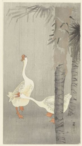 Domestic Geese in the Rain