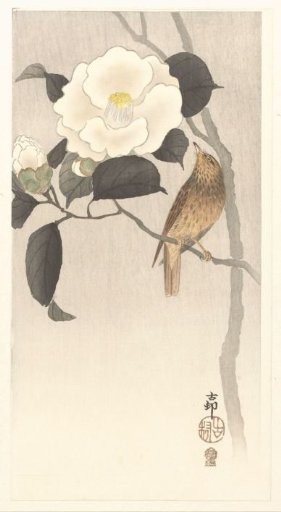 Songbird and Blooming Camellia