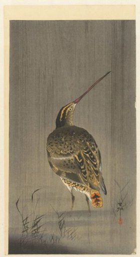 Snipe in the Rain