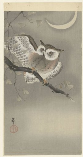 Tawny Owl in a Ginkgo Tree
