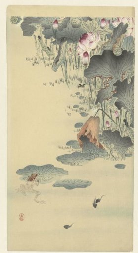 Frog and Tadpoles