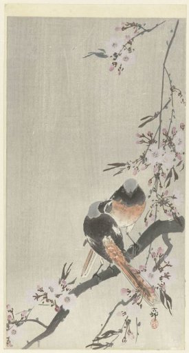 Two Red-crested Pochards with Cherry Blossoms