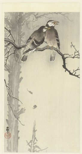 Two Jackdaws