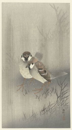 Two House Sparrows in the Rain