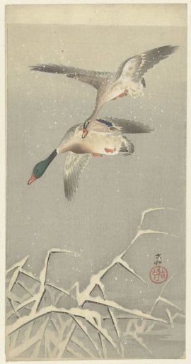 Two Wild Ducks in Flight