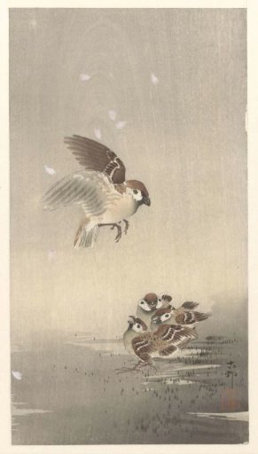 House Sparrow with Young