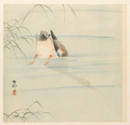 Wild Duck, Head Underwater