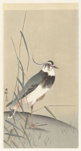 Lapwing and Reeds