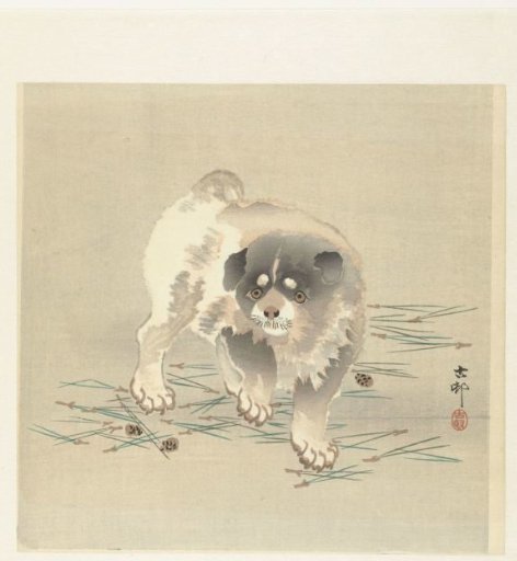 Young Dog