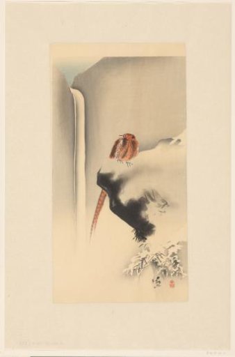 Golden Pheasant in Snow
