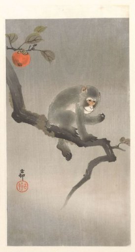 Monkey in the Cacao Tree