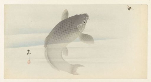 Carp and Fly