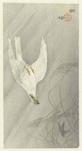 Hunting Hawk