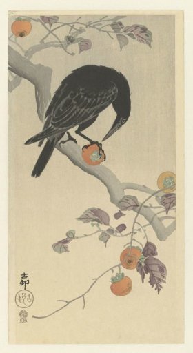 Crow with Cacao Fruit