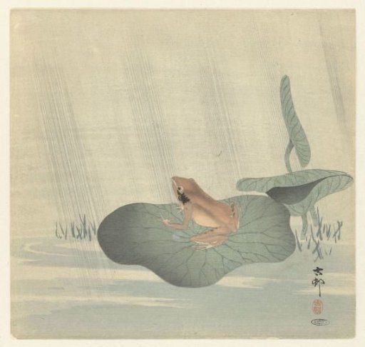 Frog on a lotus leaf