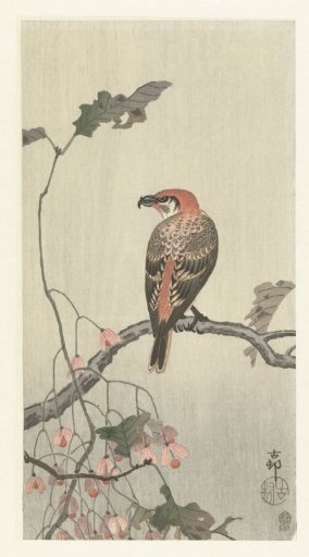 Crossbill on a Tree Branch
