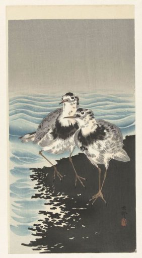 Large Oystercatchers