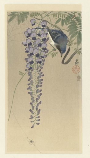 Flycatcher among Wisteria