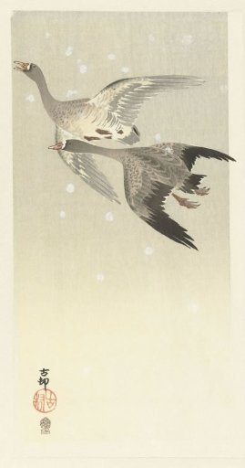 Barnacle Geese Flying in the Snow