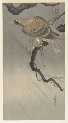 Eagle on a Branch
