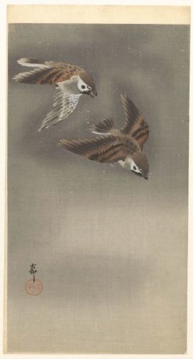 Chaffinches in Snow