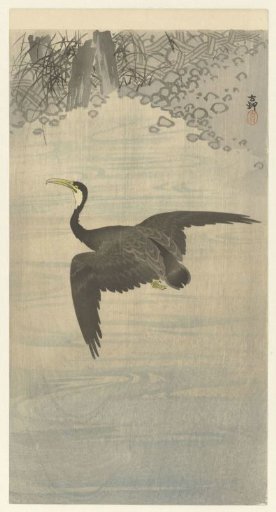 Cormorant in Flight