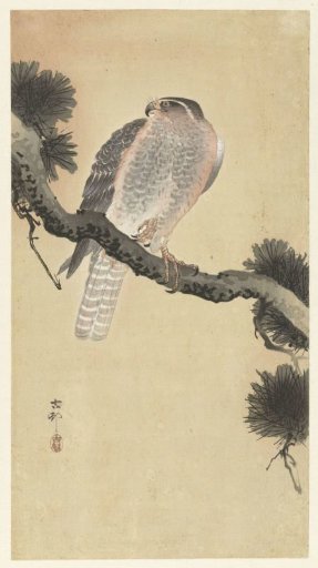 Hawk on a Pine Branch