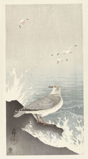 Gull on a Rock