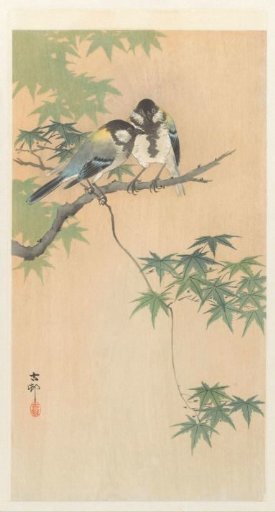 Great Tits on a Maple Branch