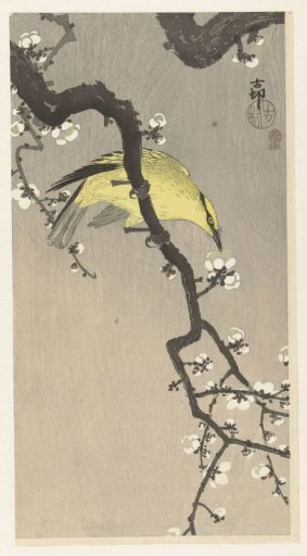 Chinese Oriole on a Plum Blossom Branch