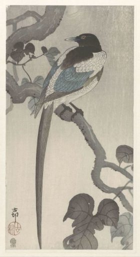 Magpie on a Tree Branch