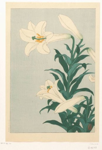 Lilies