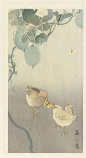 Two Chicks Fighting over a Butterfly
