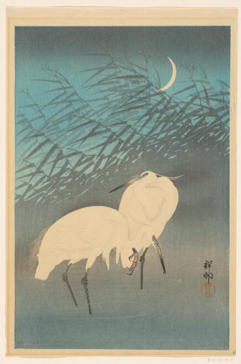 Two Silver Herons