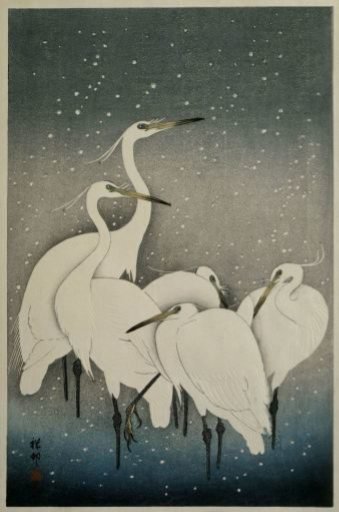 Group of Egrets in snow