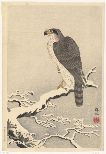 Hawk on a Snow-Covered Pine Branch