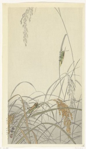 Grasshoppers on Rice Plants