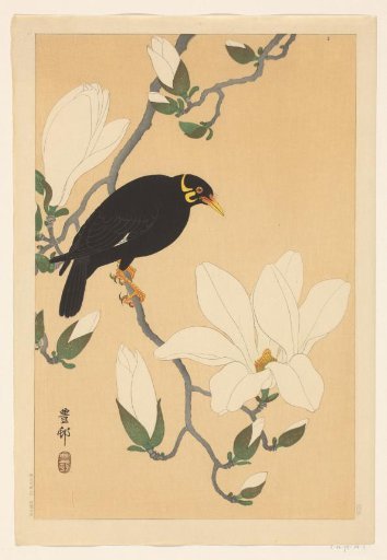 Bowerbird on a Magnolia Branch