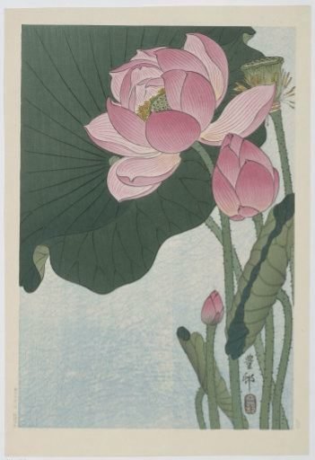Blooming Lotus Flowers