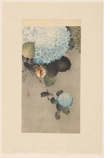 Ring Ouzel and Hydrangea