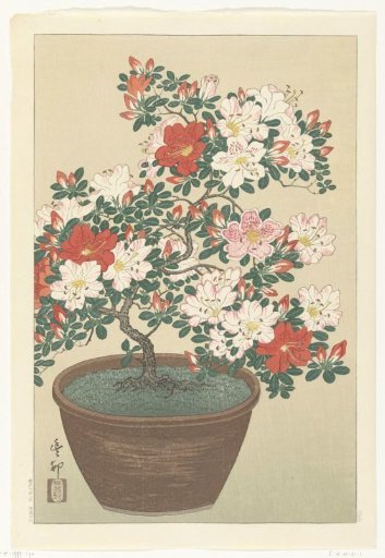 Blooming Azalea in a Brown Pot