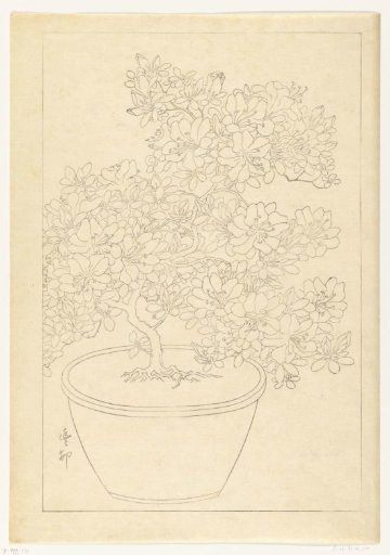 Blooming Azalea in a Pot